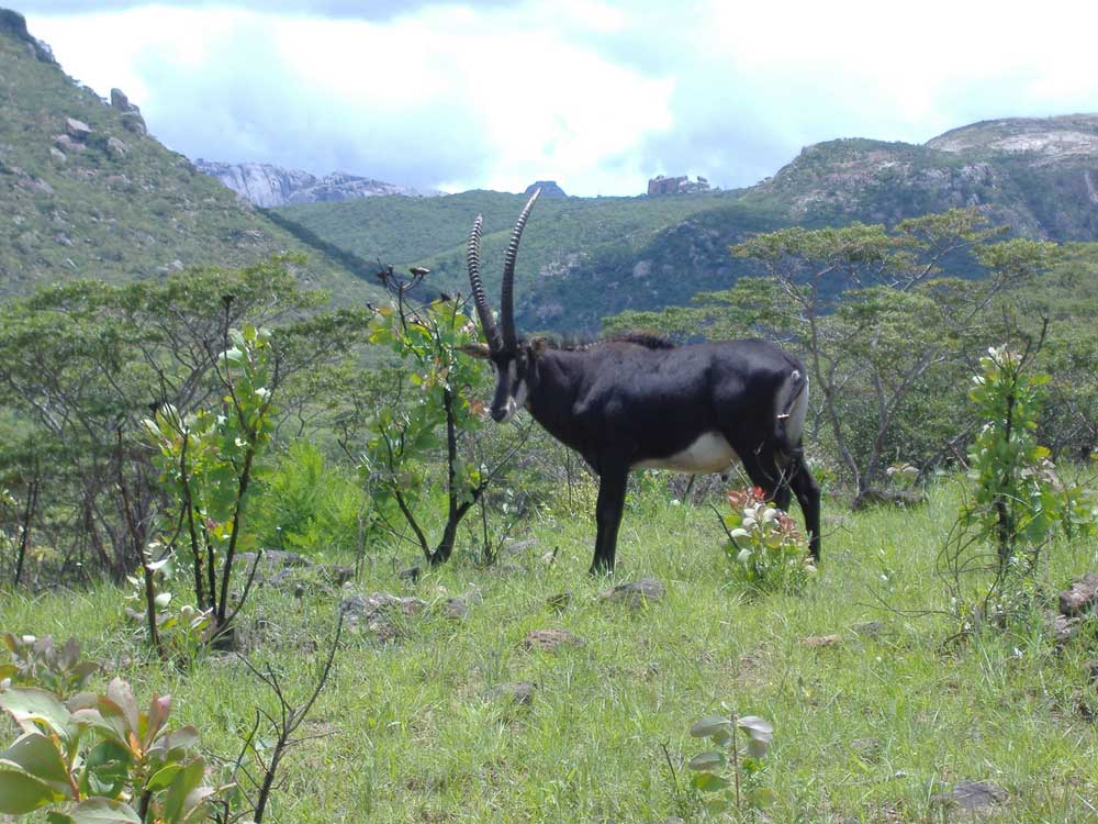 Nyanga Zimbabwe Eastern Highlands